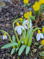 /album/rarity-a-novinky-2026-predjari/galantus-primrose-warburg-jpg/